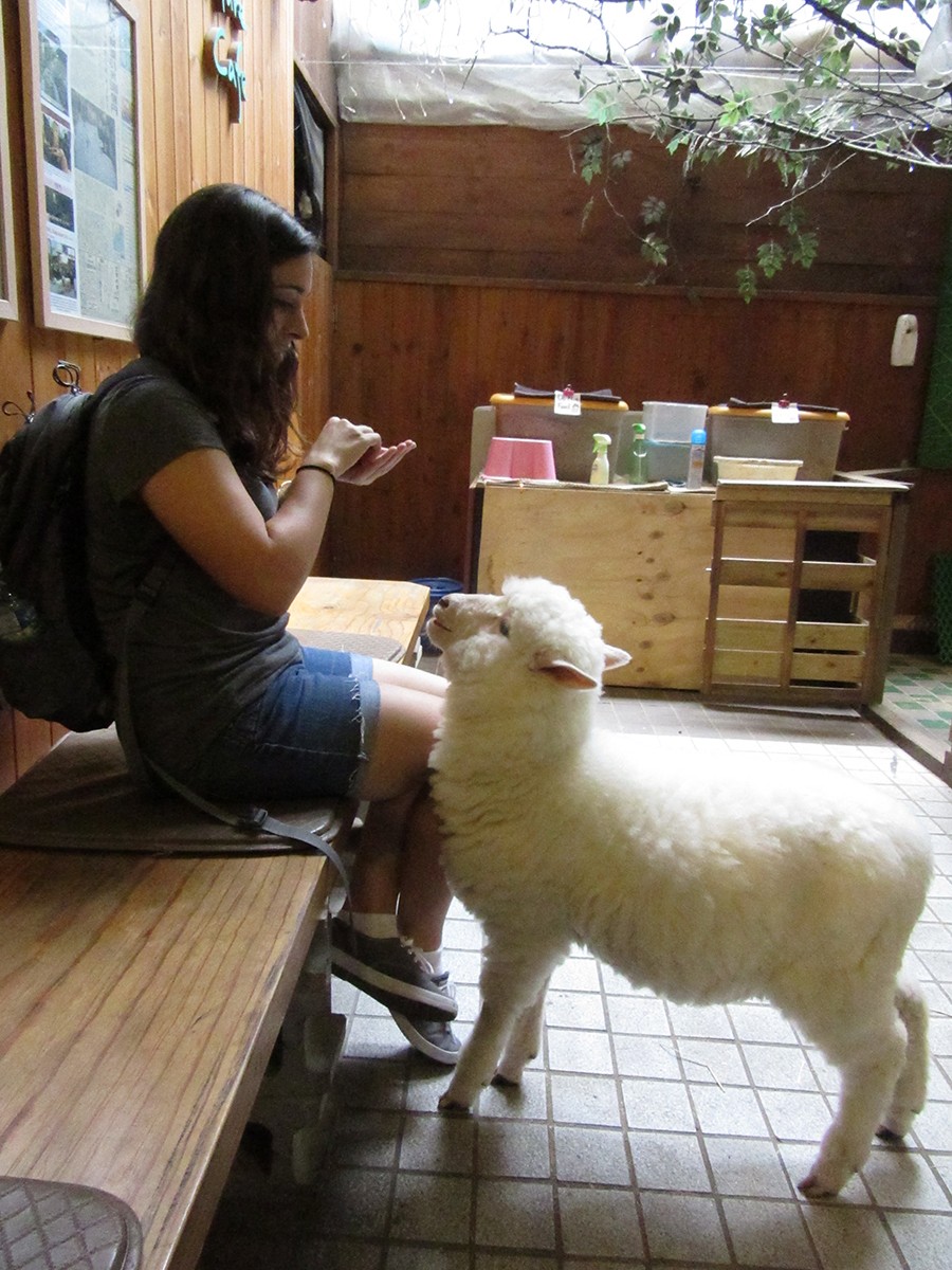 Two sheep, one white and one black, stand in a clean pen with straw bedding, a small wooden barn is in the background, a person's legs are visible on the left edge of the frame, suggesting interaction.