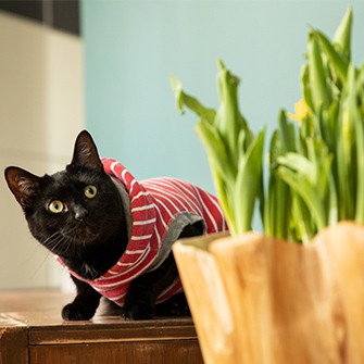 A selection of plants considered poisonous to pets