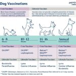 infographic depicting core and lifestyle dog vaccines and when dogs should be vaccinated