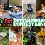 A collage of Clark's Pets calendar contest winners, showcasing diverse pets like dogs, cats, and rabbits, highlighting the community aspect and wide appeal of the pet store.