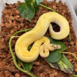 Super Dream Bee Super Mardi Gras Ball Python