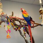 Tiki the scarlet macaw's perch at Denny's Pet World in Totem Lake, with a photo of the pet store in its early days.