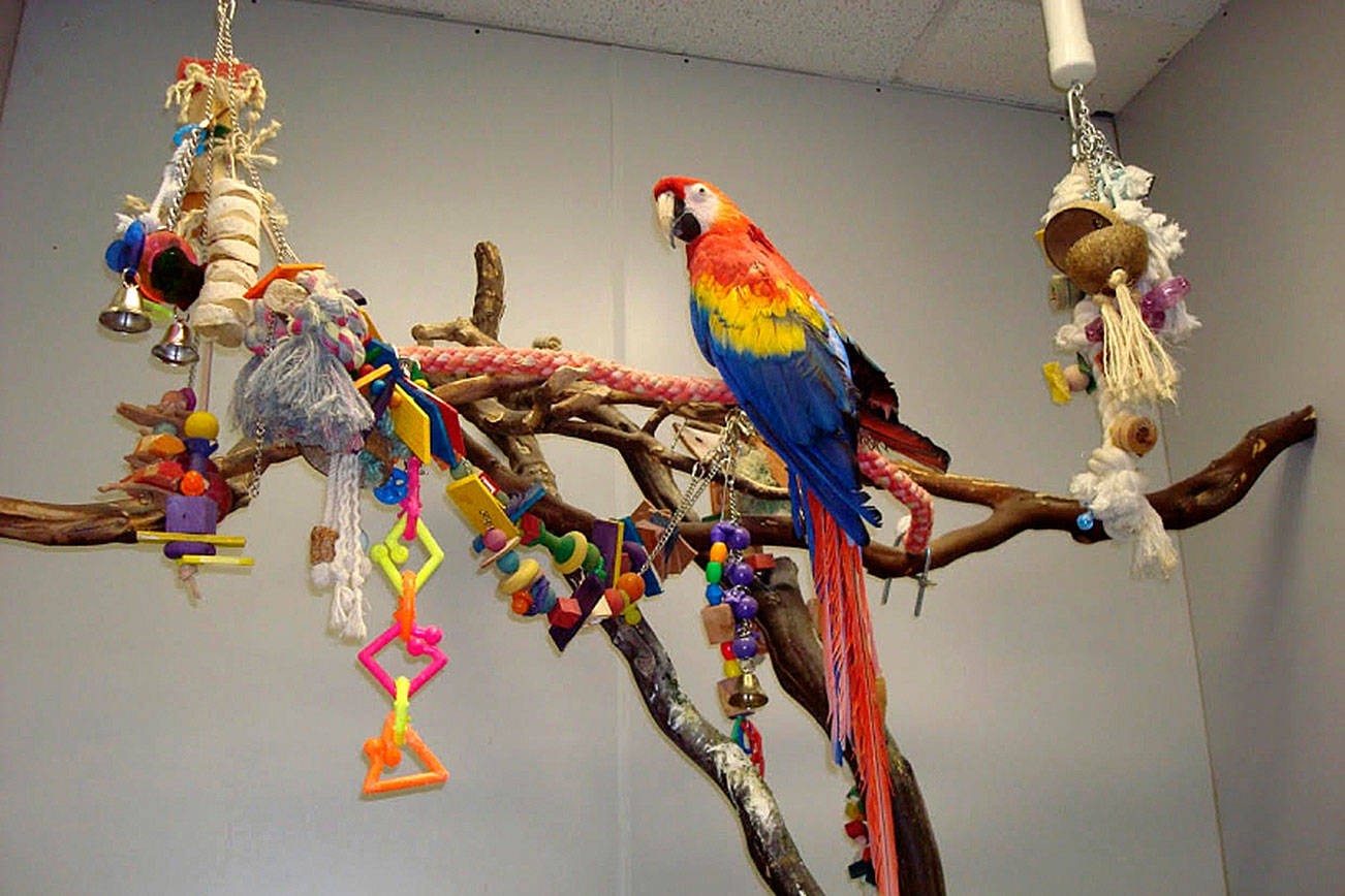 Tiki the scarlet macaw's perch at Denny's Pet World in Totem Lake, with a photo of the pet store in its early days.