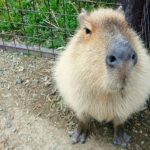 A large capybara sitting calmly in a grassy area, looking directly at the camera with a relaxed expression.