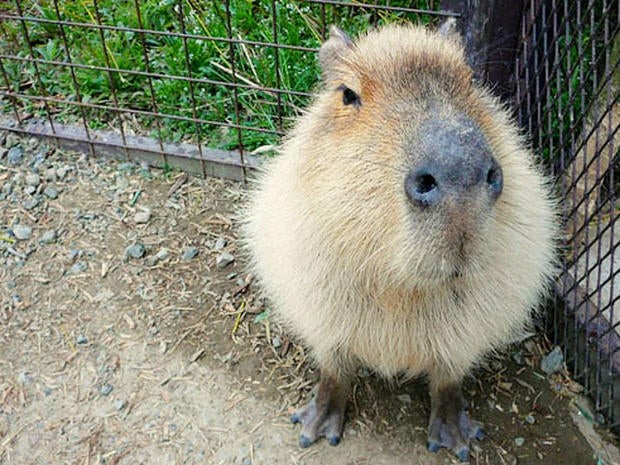 A large capybara sitting calmly in a grassy area, looking directly at the camera with a relaxed expression.