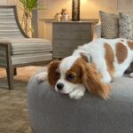 Discover Paw-some Stays: Pet-Friendly Hotels in Savannah GA