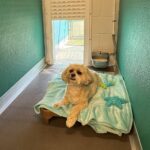 Dog relaxing in a Patio Suite at Pet Paradise Charlotte, featuring an outdoor patio and plush bedding