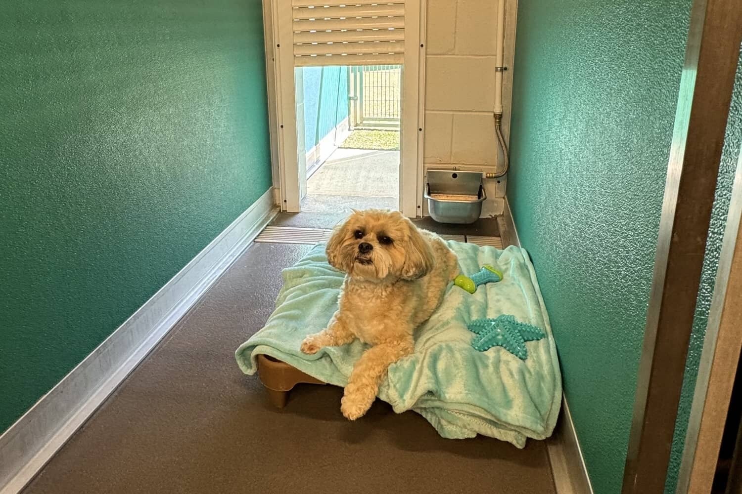 Dog relaxing in a Patio Suite at Pet Paradise Charlotte, featuring an outdoor patio and plush bedding