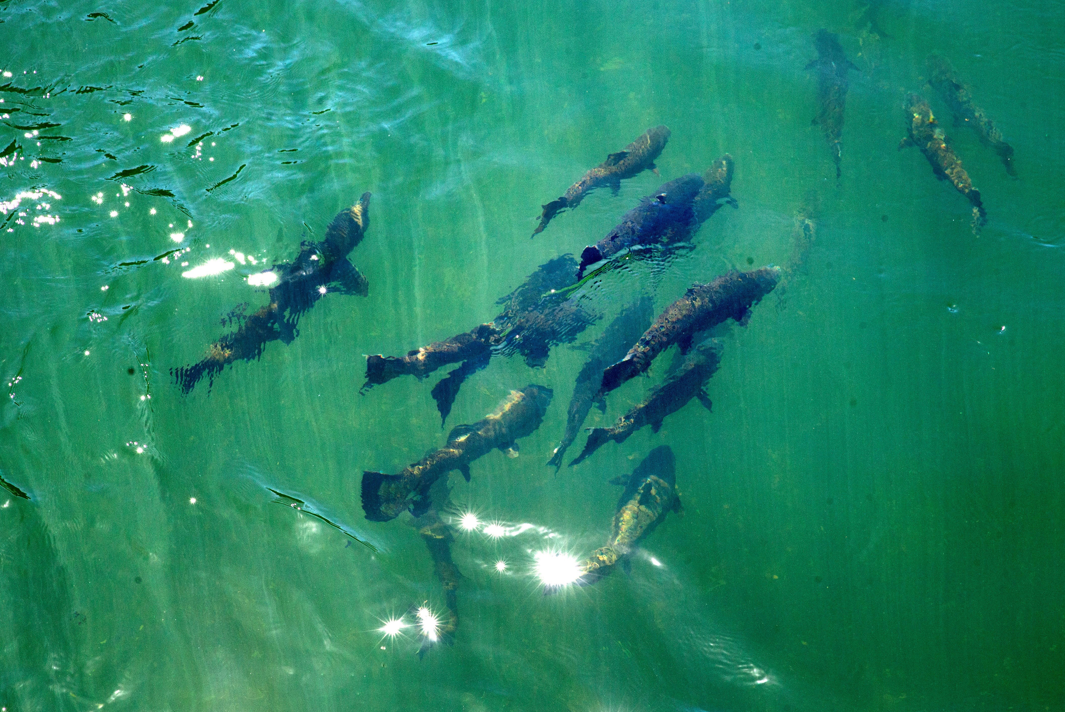 Green Peter Reservoir Oregon: The Demise of Kokanee Fishing and a Blow to Sweet Home