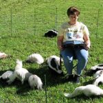 Deborah Cipriani of Skunk Haven, Inc. holding several domesticated skunks, highlighting the appeal of skunks as pets.