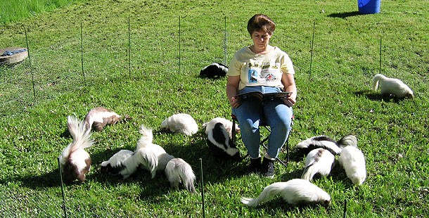 Deborah Cipriani of Skunk Haven, Inc. holding several black and white pet skunks, showcasing their docile nature and suitability as pets under expert care.