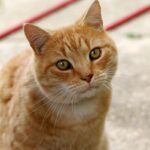 A tabby cat sitting on a window sill, looking out into a garden, with a relaxed and content expression.