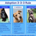 Understanding the 3-3-3 rule for pet adoption: 3 days of overwhelm, 3 weeks of settling in, 3 months of bonding. Helpful infographic for new pet owners in Columbia SC.