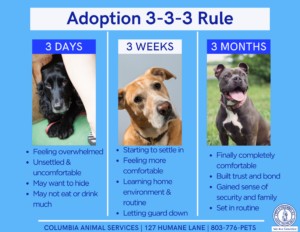 Understanding the 3-3-3 rule for pet adoption: 3 days of overwhelm, 3 weeks of settling in, 3 months of bonding. Helpful infographic for new pet owners in Columbia SC.