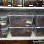 Inexpensive plastic bins used as tarantula enclosures