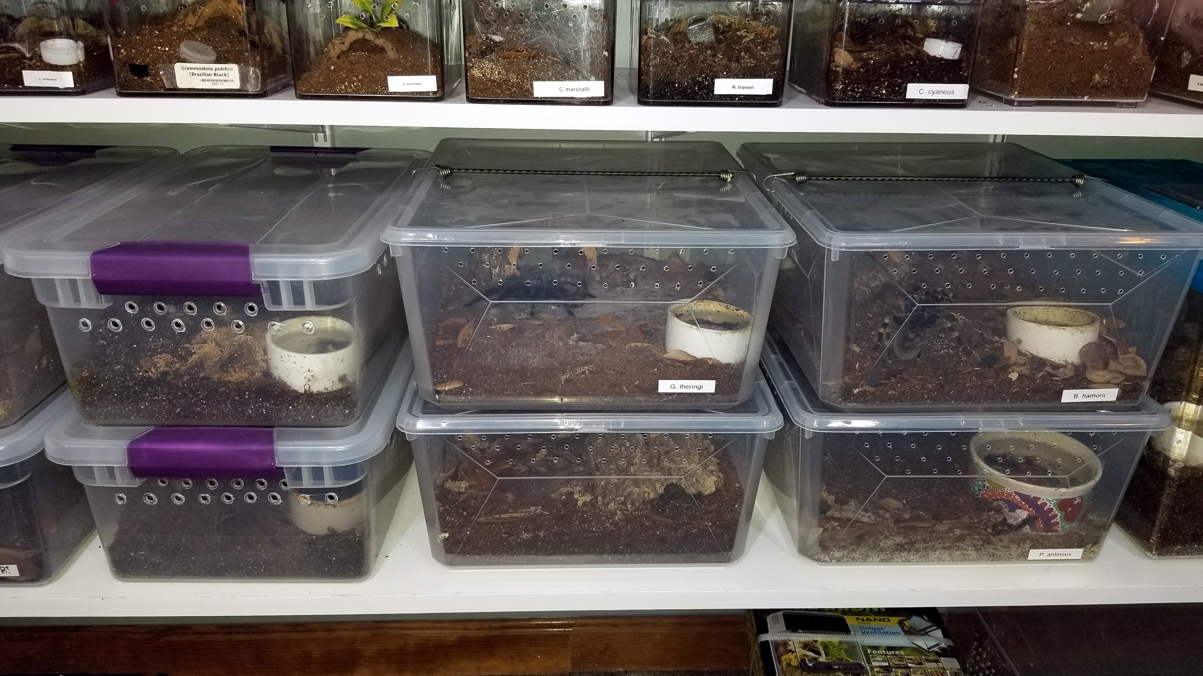 Inexpensive plastic bins used as tarantula enclosures