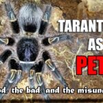 Are Pet Spiders the Right Exotic Pet for You? Unveiling the Truth About Tarantulas