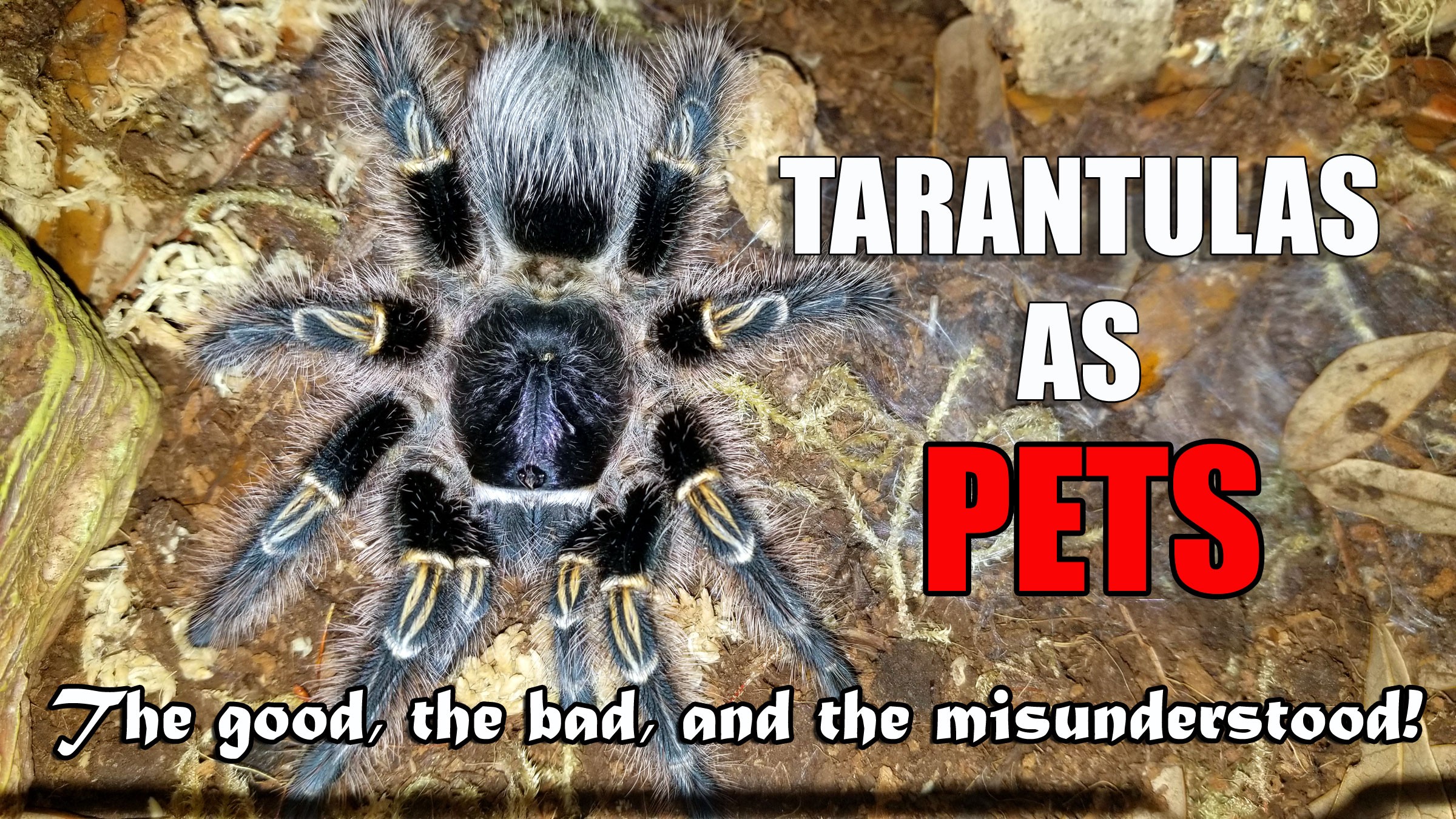 Are Pet Spiders the Right Exotic Pet for You? Unveiling the Truth About Tarantulas