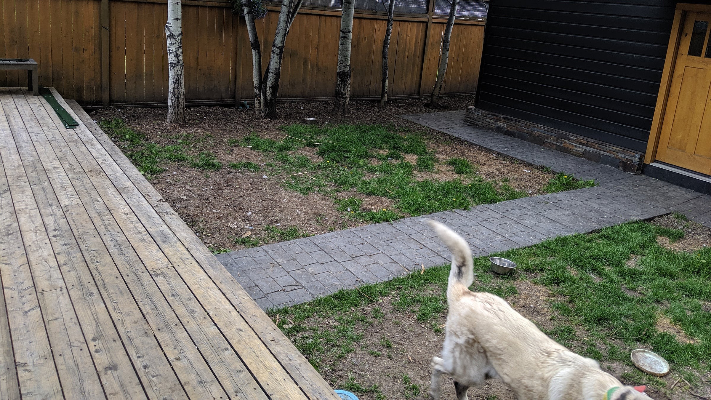 Dogs playing on a muddy natural lawn