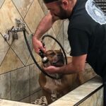 Dog wash station at the Care-A-Lot Pets Virginia Beach location