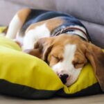 Beagle puppy laying down sleeping in a dog bed at home.