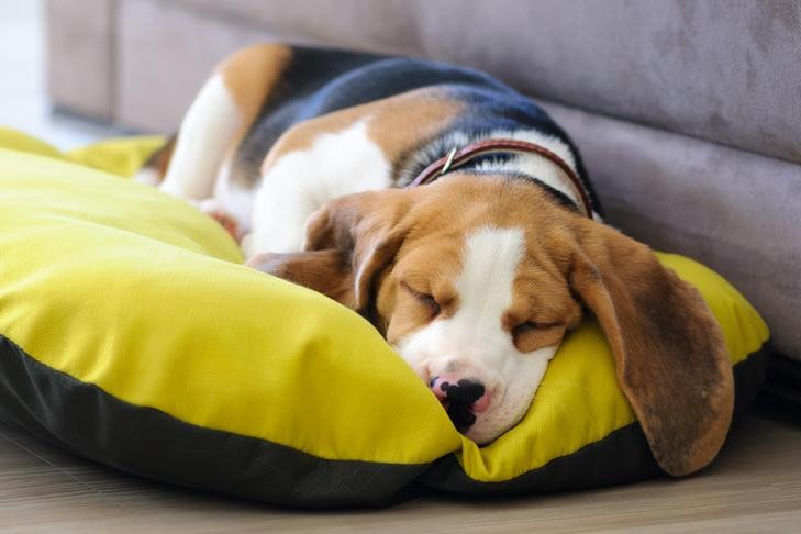 Beagle puppy laying down sleeping in a dog bed at home.