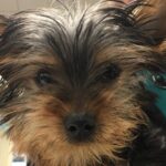 Small Yorkie puppy sadly illustrates the potential health risks of purchasing pets from a pet store.