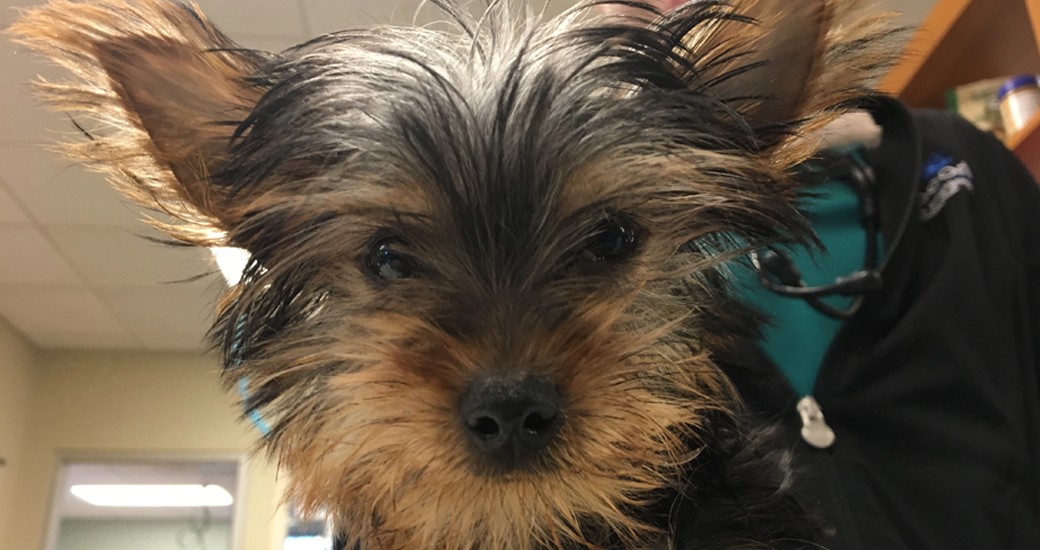 Small Yorkie puppy sadly illustrates the potential health risks of purchasing pets from a pet store.