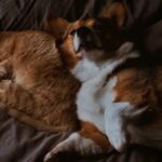 A heartwarming scene of a cat and a dog peacefully cuddling together on a cozy bed.