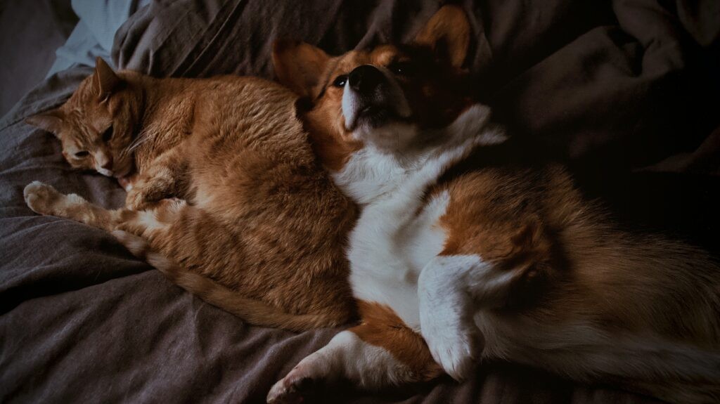 A heartwarming scene of a cat and a dog peacefully cuddling together on a cozy bed.