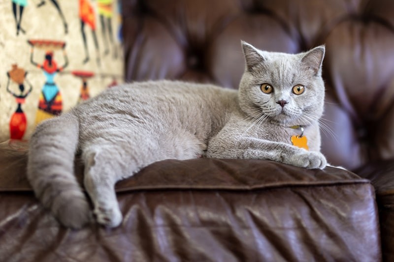 A serene gray British Shorthair cat relaxes on a brown leather couch, showcasing the breed's calm demeanor.