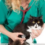 Veterinarian examining a dog at pet emergency hospital in Jacksonville, FL.