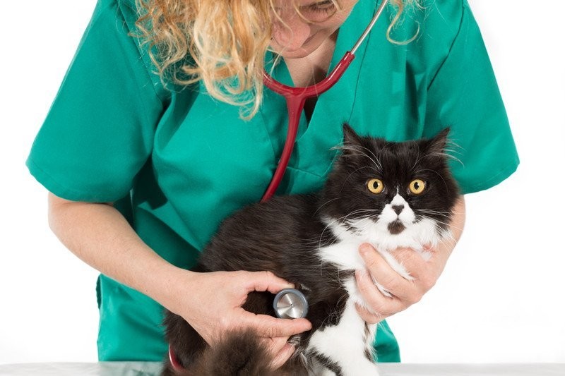 Veterinarian examining a dog at pet emergency hospital in Jacksonville, FL.