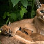 A close-up of a caracal's face, highlighting its distinctive black tufted ears and sandy fur.