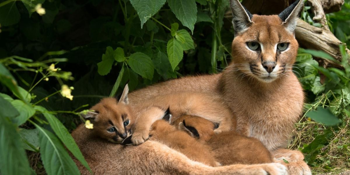 A close-up of a caracal's face, highlighting its distinctive black tufted ears and sandy fur.