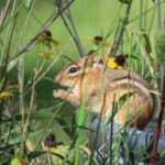 Chipmunk observed in Oakland County, representing local wildlife and the care for animals in the region.