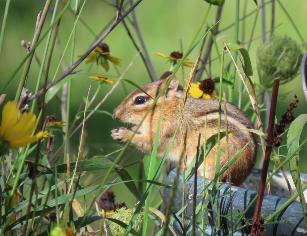 Chipmunk observed in Oakland County, representing local wildlife and the care for animals in the region.