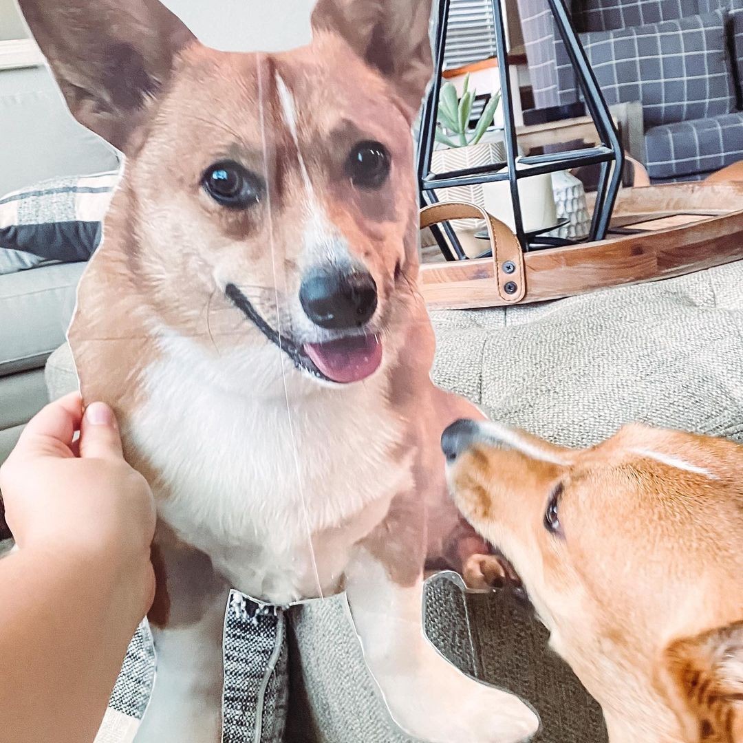 Corgi mascot looking at a real corgi toy, representing a classroom pet mascot