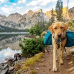 A yellow Labrador Retriever walks on a mountain path with a backpack, representing outdoor adventures in Colorado that pets enjoy and the potential need for pet insurance due to associated risks.