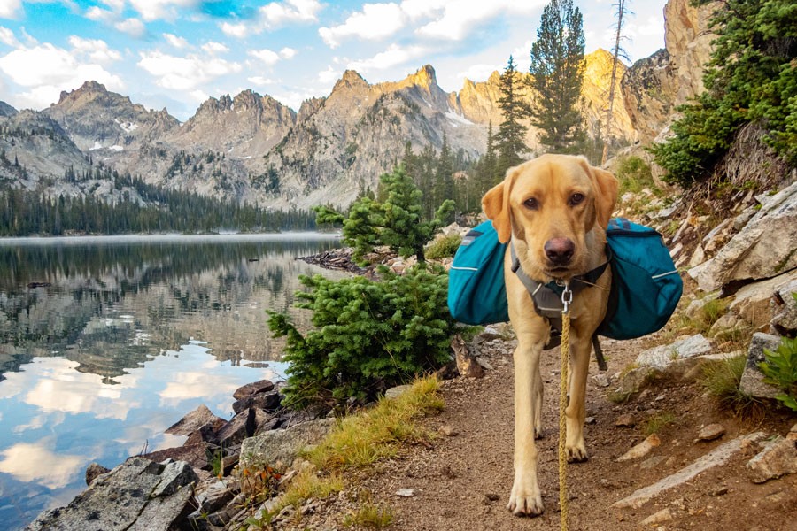 A yellow Labrador Retriever walks on a mountain path with a backpack, representing outdoor adventures in Colorado that pets enjoy and the potential need for pet insurance due to associated risks.