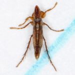 Close-up of a flea's laterally flattened body, an adaptation for navigating through animal fur.