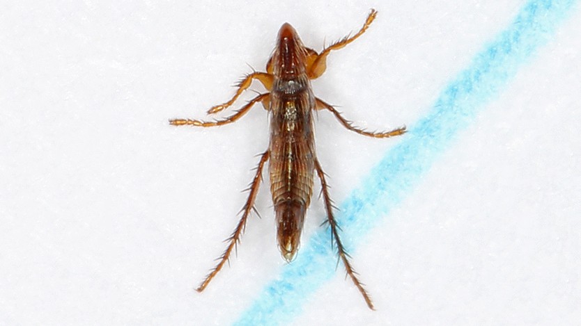 Close-up of a flea's laterally flattened body, an adaptation for navigating through animal fur.