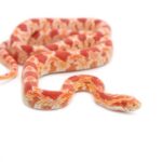 Corn Snake