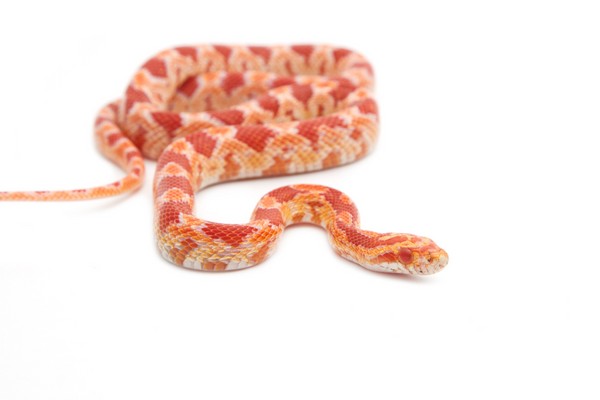 Corn Snake