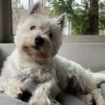 Dog attentively sitting and looking at its owner