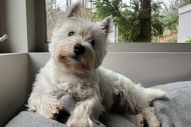 Dog attentively sitting and looking at its owner