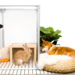 Corgi puppy looking at rabbit in a clear pet play pen