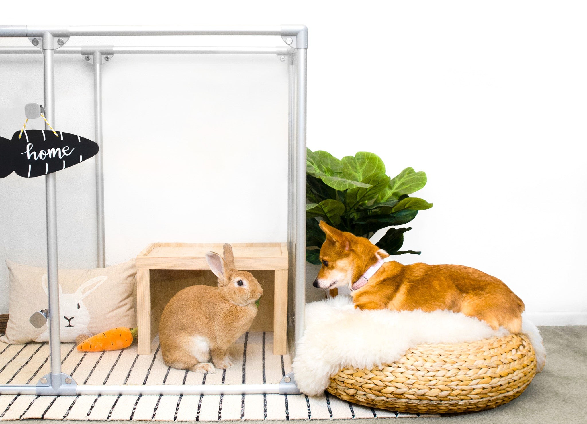 Corgi puppy looking at rabbit in a clear pet play pen