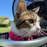 tabby cat in a pet stroller