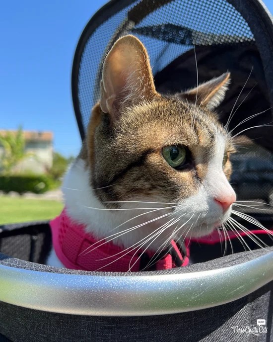 tabby cat in a pet stroller